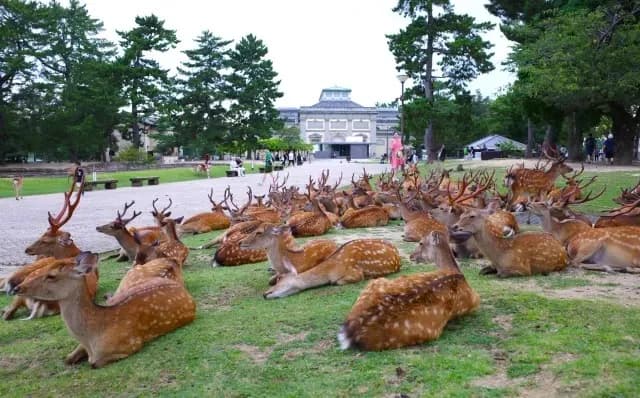 Nara Deer Park